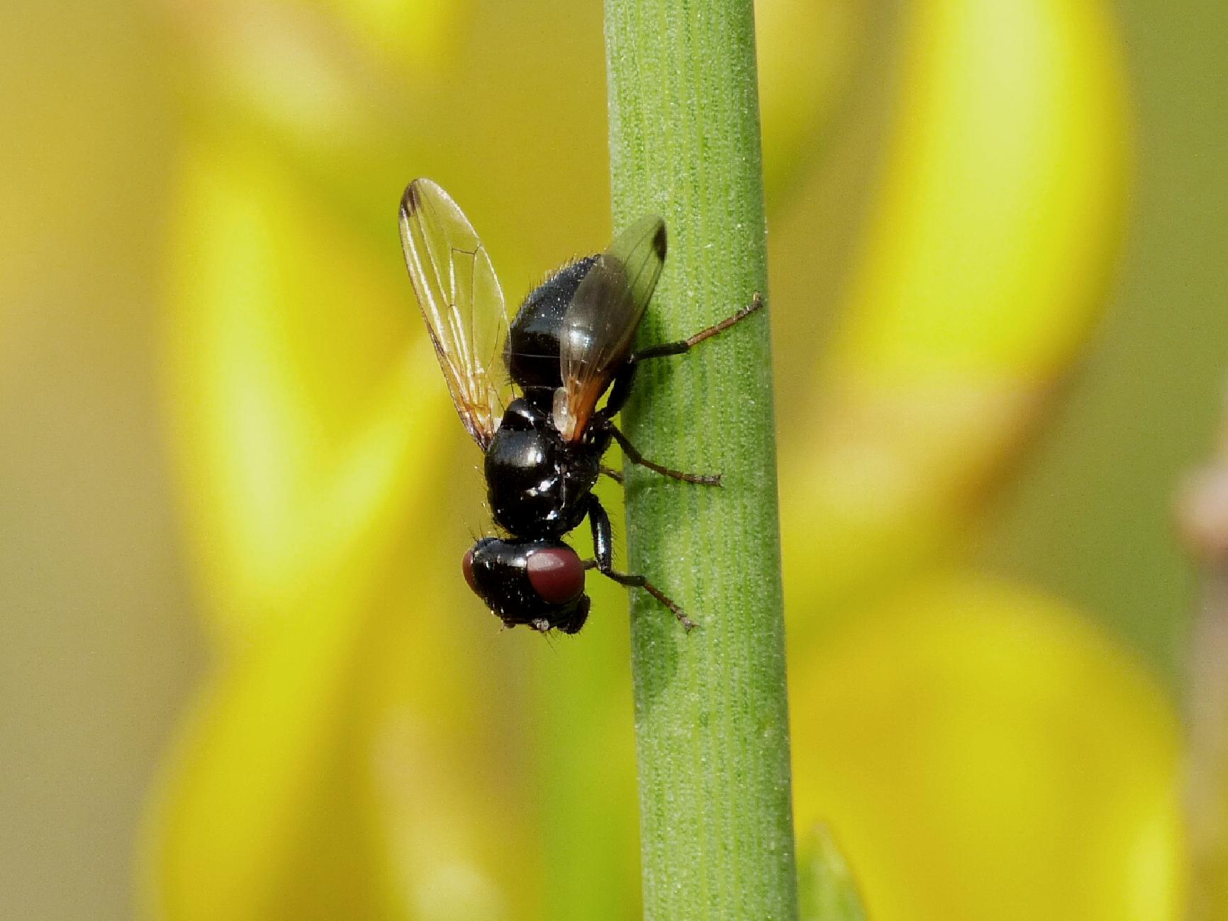 Mosca blu scura su ginestra. Sepsidae? No. Ulididia apicalis